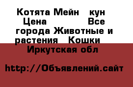 Котята Мейн - кун › Цена ­ 19 000 - Все города Животные и растения » Кошки   . Иркутская обл.